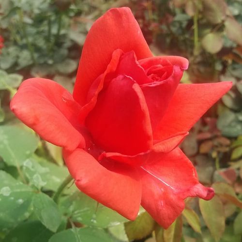 Czerwony, po otwarciu pęku blednieje - Róże pienne - z kwiatami hybrydowo herbacianymi - korona równomiernie ukształtowana